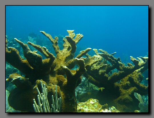 elkhorn coral
